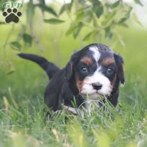 Kove, Cavapoo Puppy